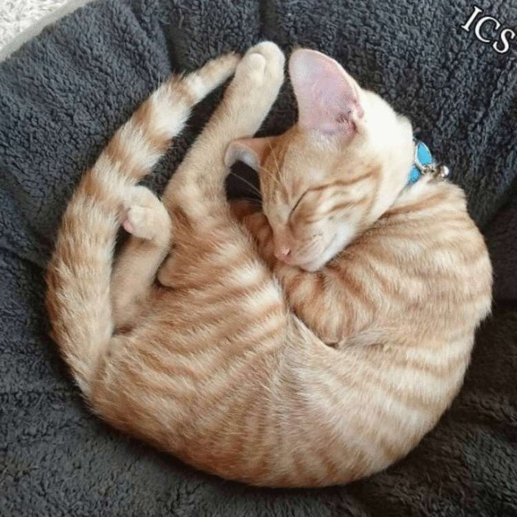 Почему заводить кота — это ужасная идея