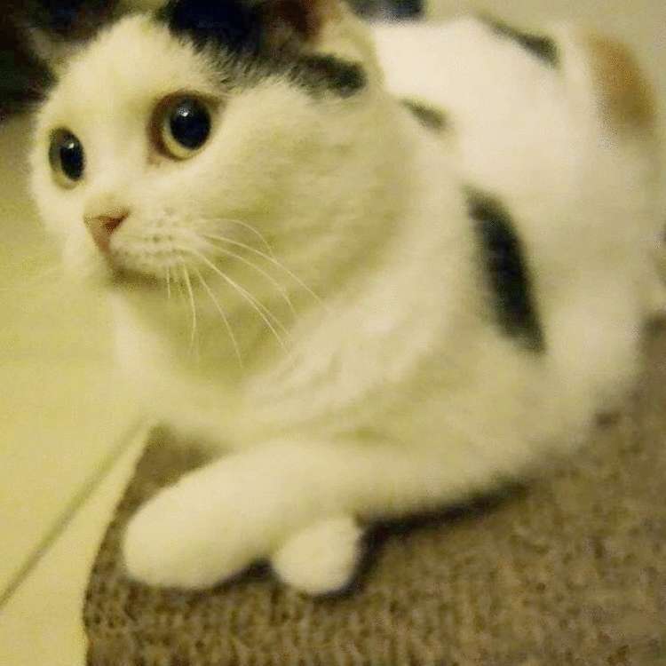 Почему заводить кота — это ужасная идея