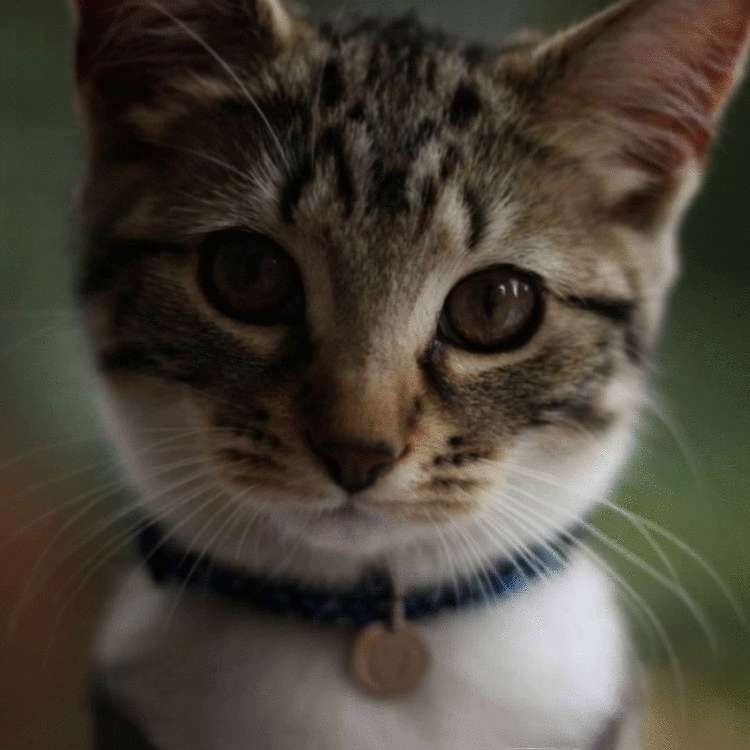 Почему заводить кота — это ужасная идея