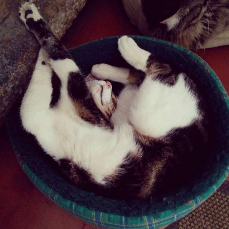 Почему заводить кота — это ужасная идея