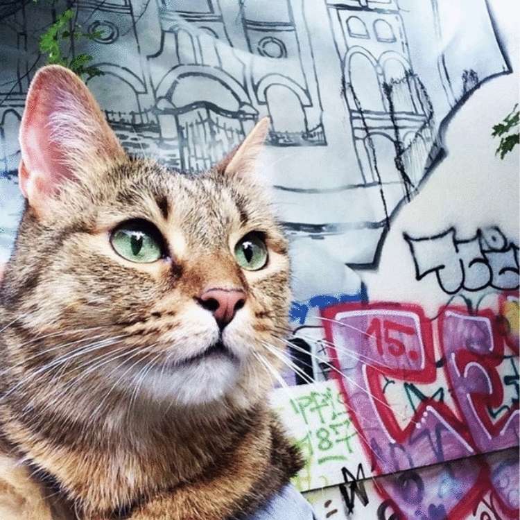 Почему заводить кота — это ужасная идея