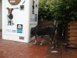 Автоматы для кормления животных в Стамбуле