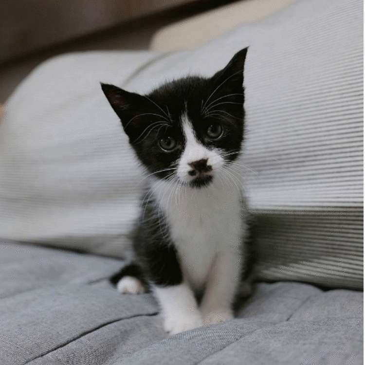 Почему заводить кота — это ужасная идея