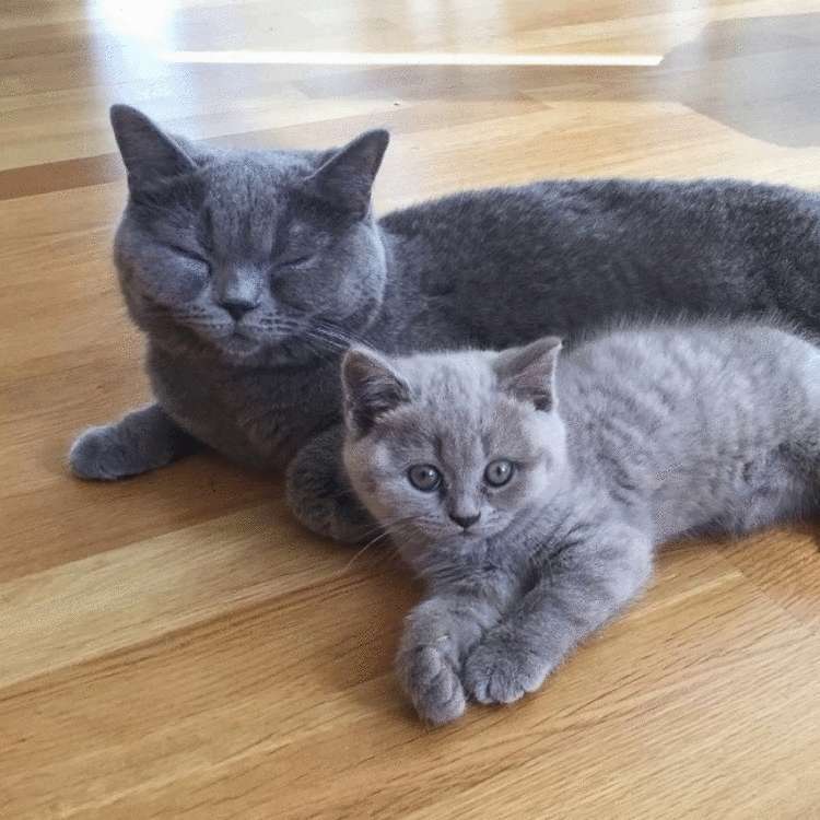 Почему заводить кота — это ужасная идея