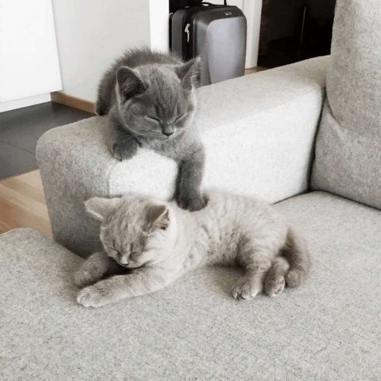 Почему заводить кота — это ужасная идея