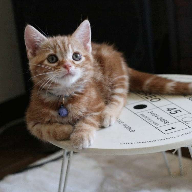 Почему заводить кота — это ужасная идея