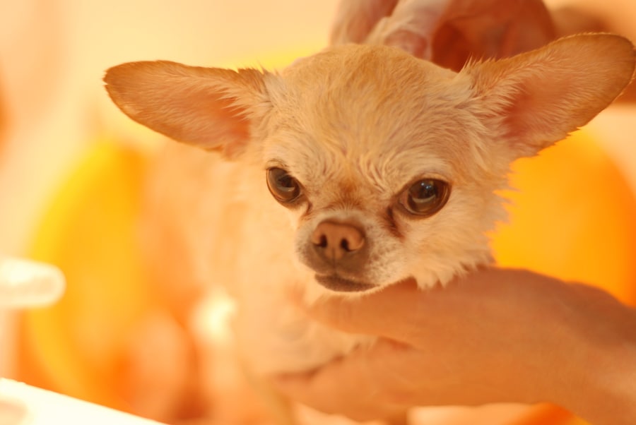 Топ идеальных пород собак для квартиры