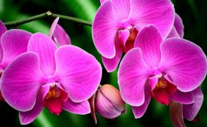 Самые интересные поверья и приметы об орхидее