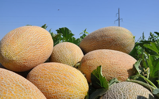 Щелочные продукты, которые должны быть в рационе