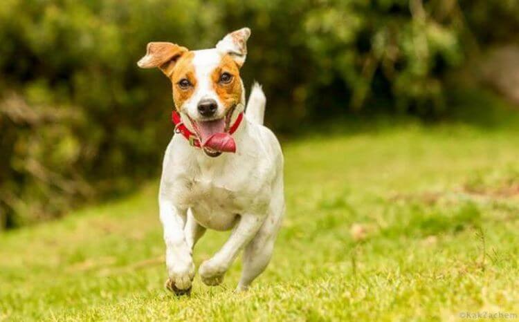 На какую породу собаки похож каждый знак Зодиака