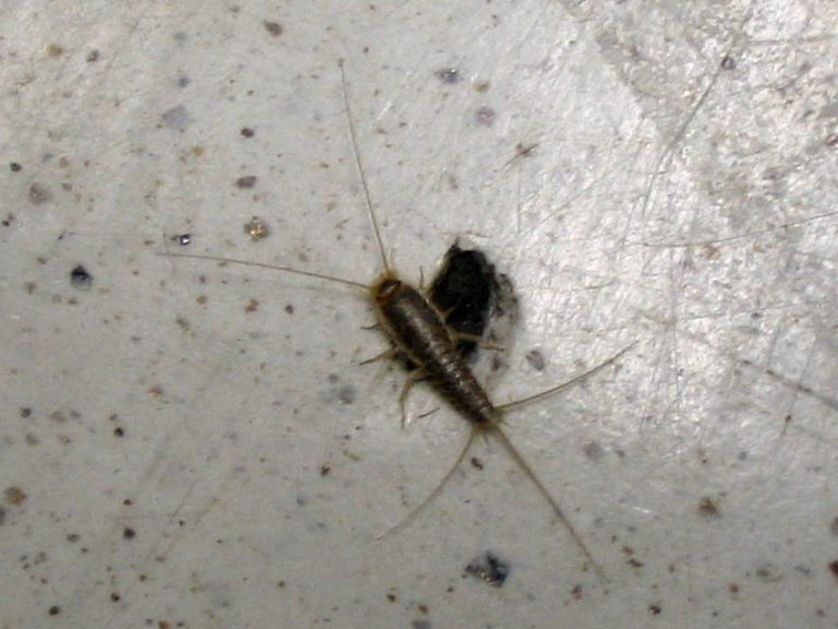 Не убивайте сороконожек! Они защищают ваш дом