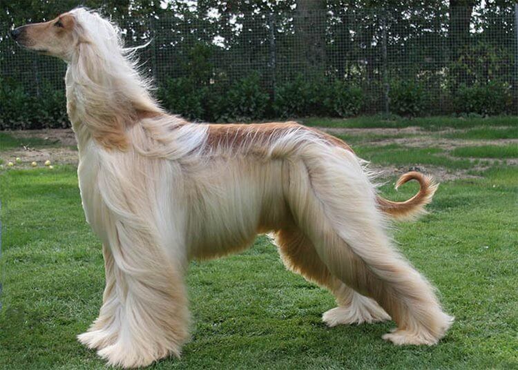 На какую породу собаки похож каждый знак Зодиака