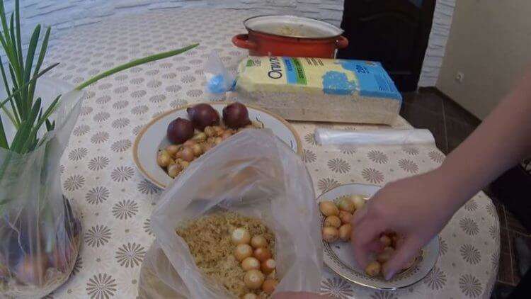 Как вырастить домашний лук