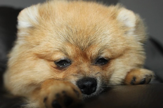 Топ идеальных пород собак для квартиры