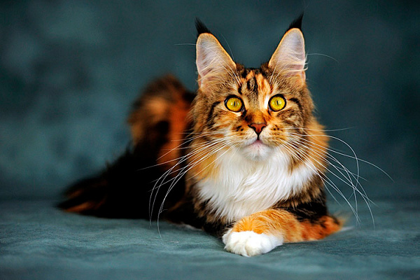 Как посчитать, сколько лет коту по нашим меркам