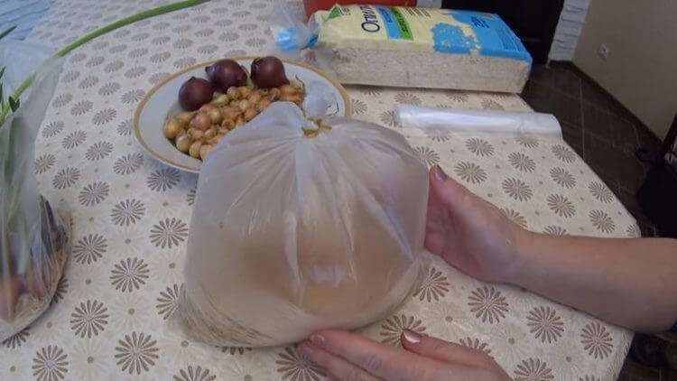 Как вырастить домашний лук