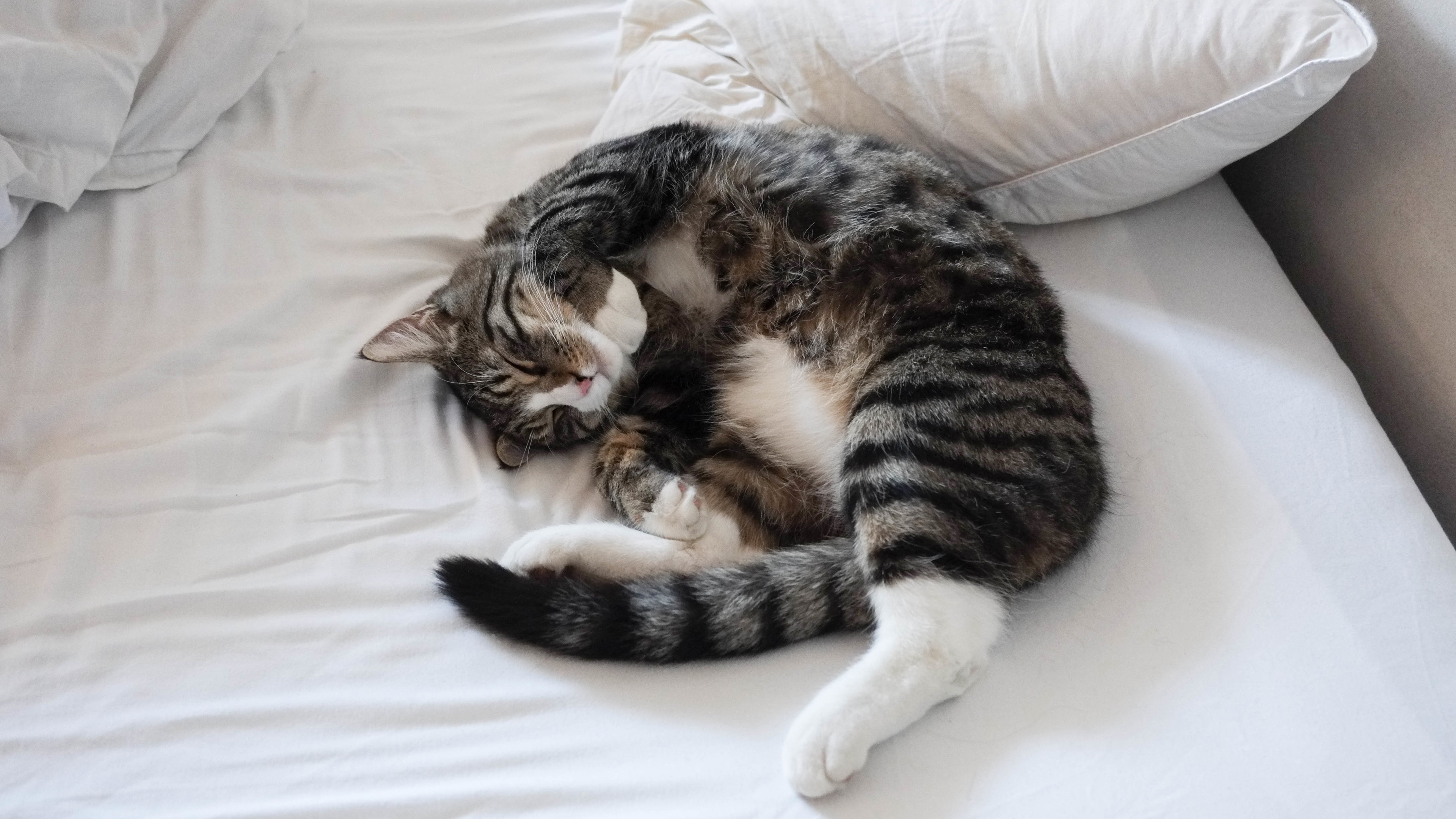 На работе не читать! История про кота Тимку