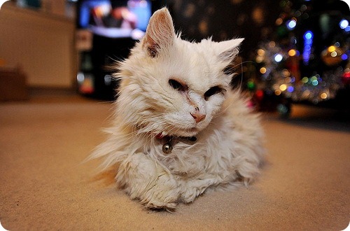 Как посчитать, сколько лет коту по нашим меркам