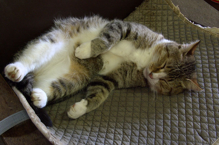 На работе не читать! История про кота Тимку