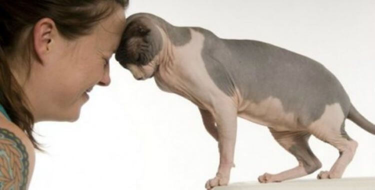 Я люблю тебя, хозяин! Кошачье проявление любви