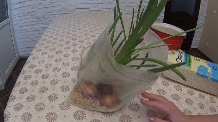 Как вырастить домашний лук