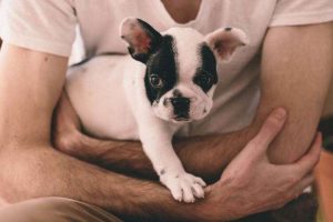 5 вещей, которые собаки чувствуют раньше человека
