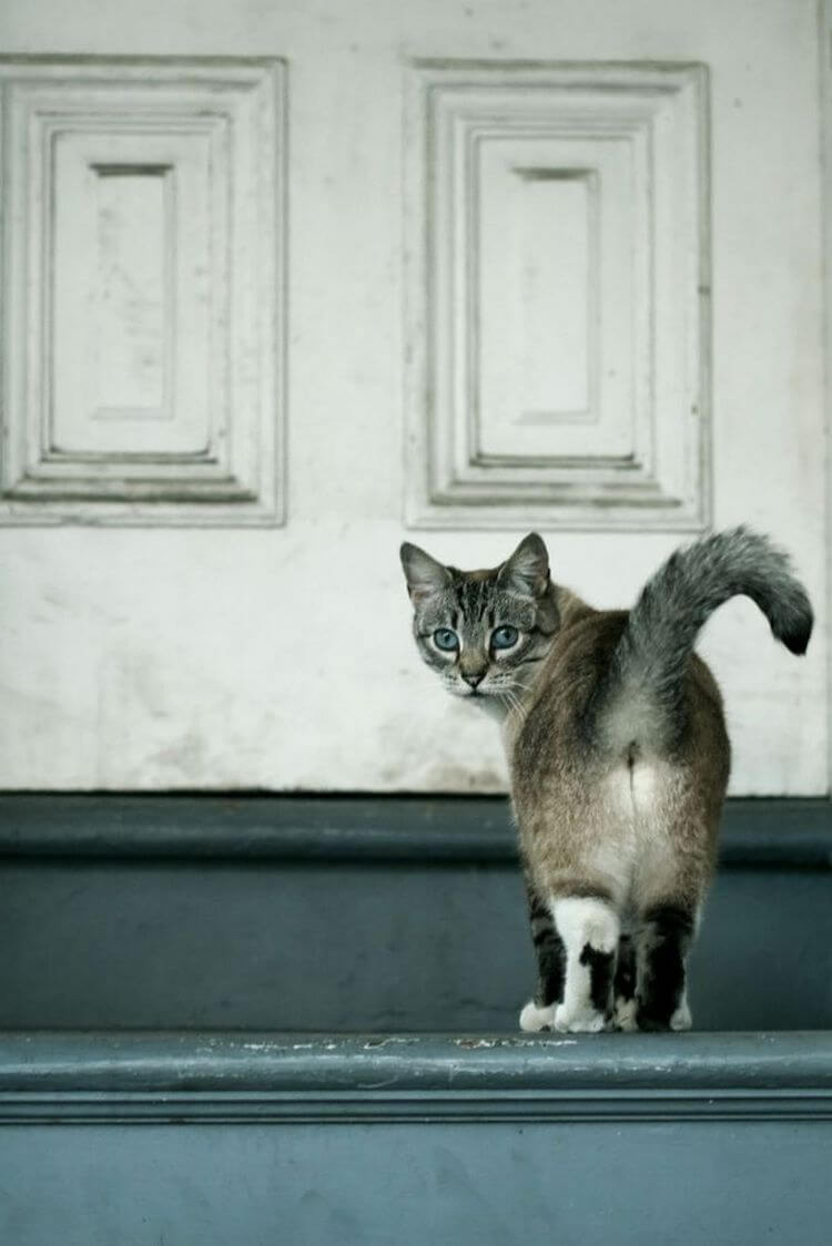 Я люблю тебя, хозяин! Кошачье проявление любви