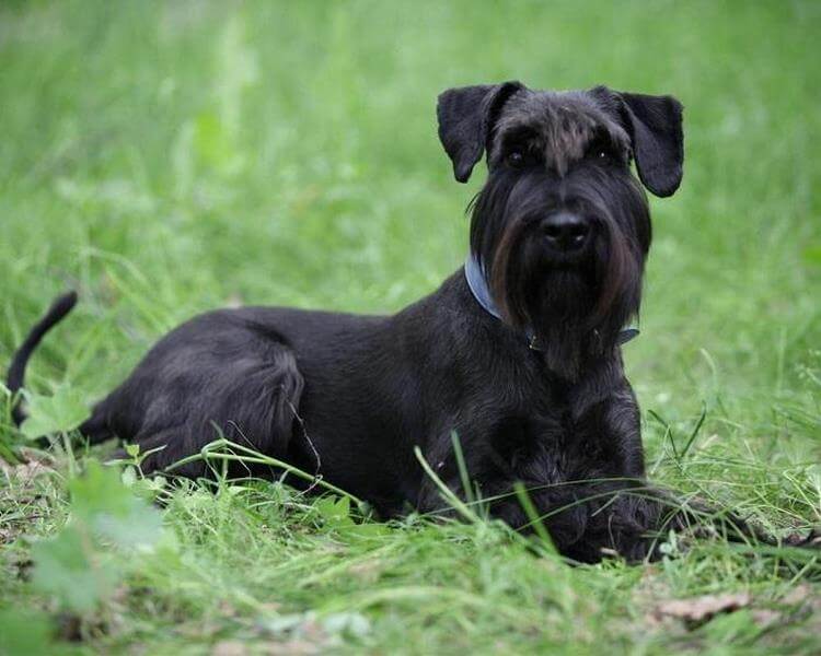 На какую породу собаки похож каждый знак Зодиака