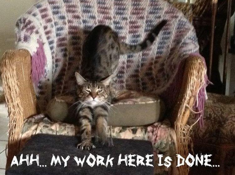 Я люблю тебя, хозяин! Кошачье проявление любви