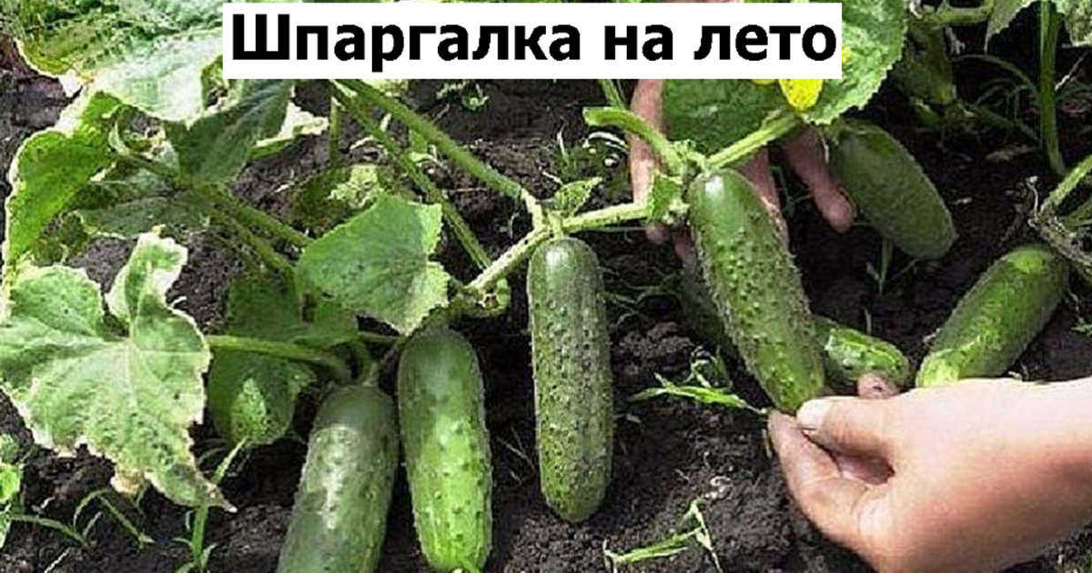 Летние подсказки