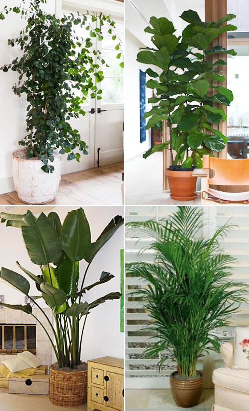 Топ секретов, как вырастить здоровые и красивые декоративные растения