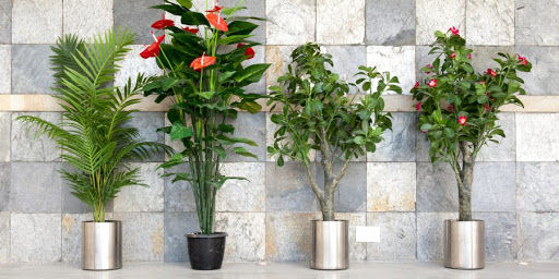 Топ секретов, как вырастить здоровые и красивые декоративные растения