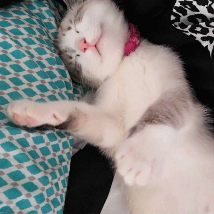 Почему заводить кота — это ужасная идея