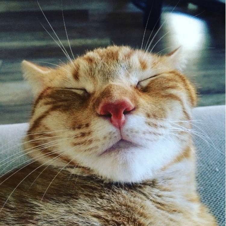 Почему заводить кота — это ужасная идея