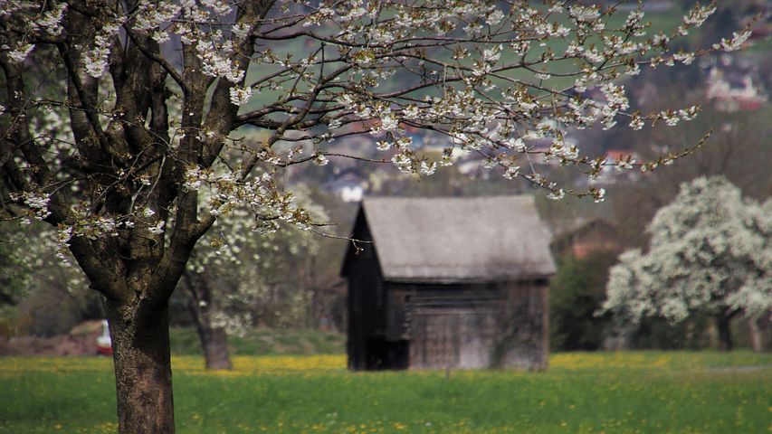 Зачем жить в деревне, если есть возможность жить в городе. Муж со свекровью настаивают