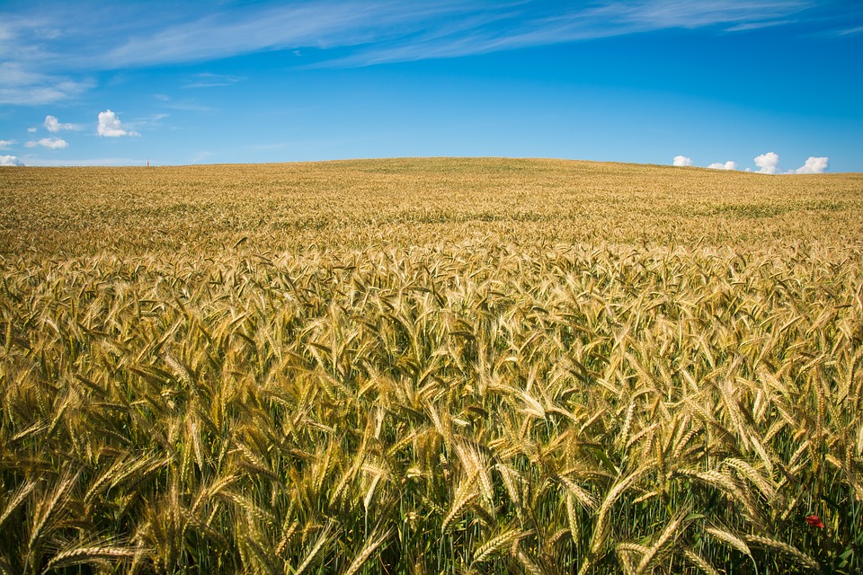 Не думала я что дочь родная так со мной поступит! Новость что она вышла замуж я узнала по телефону.