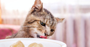 — И сама ешь много, и кота слишком дорогим кормом кормишь!