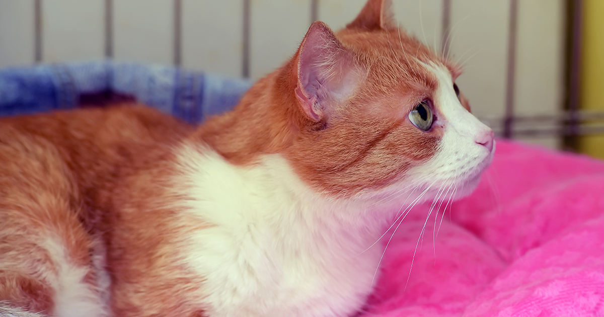 — И сама ешь много, и кота слишком дорогим кормом кормишь!