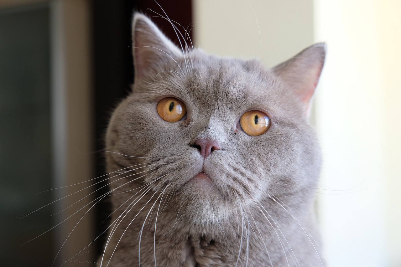 — И сама ешь много, и кота слишком дорогим кормом кормишь!