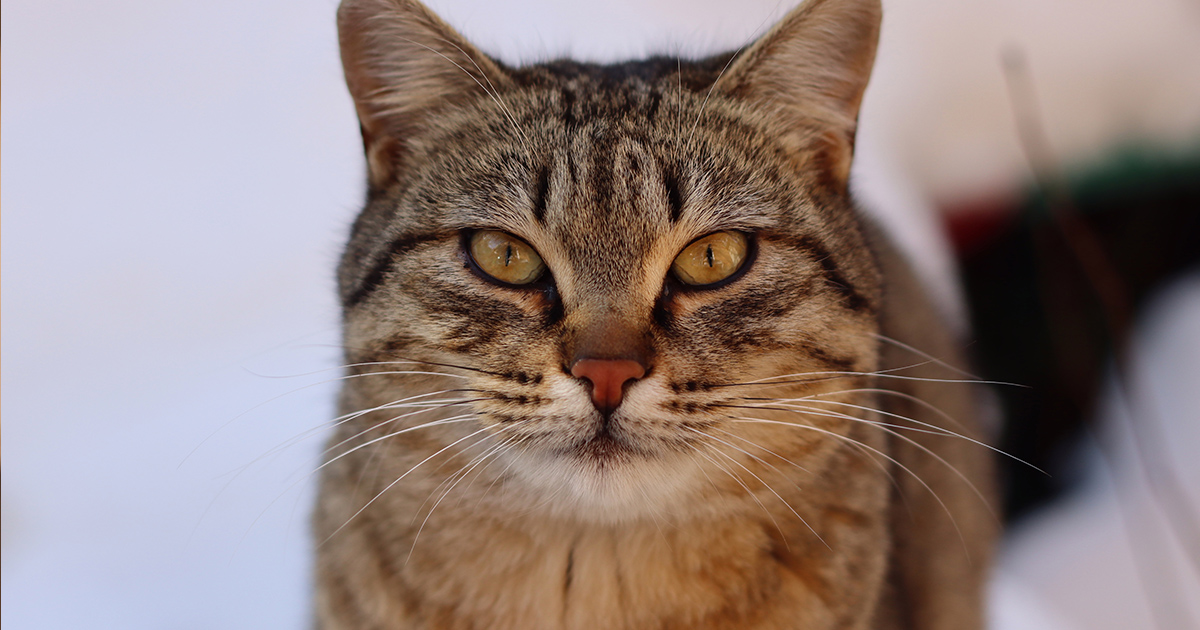 — И сама ешь много, и кота слишком дорогим кормом кормишь!