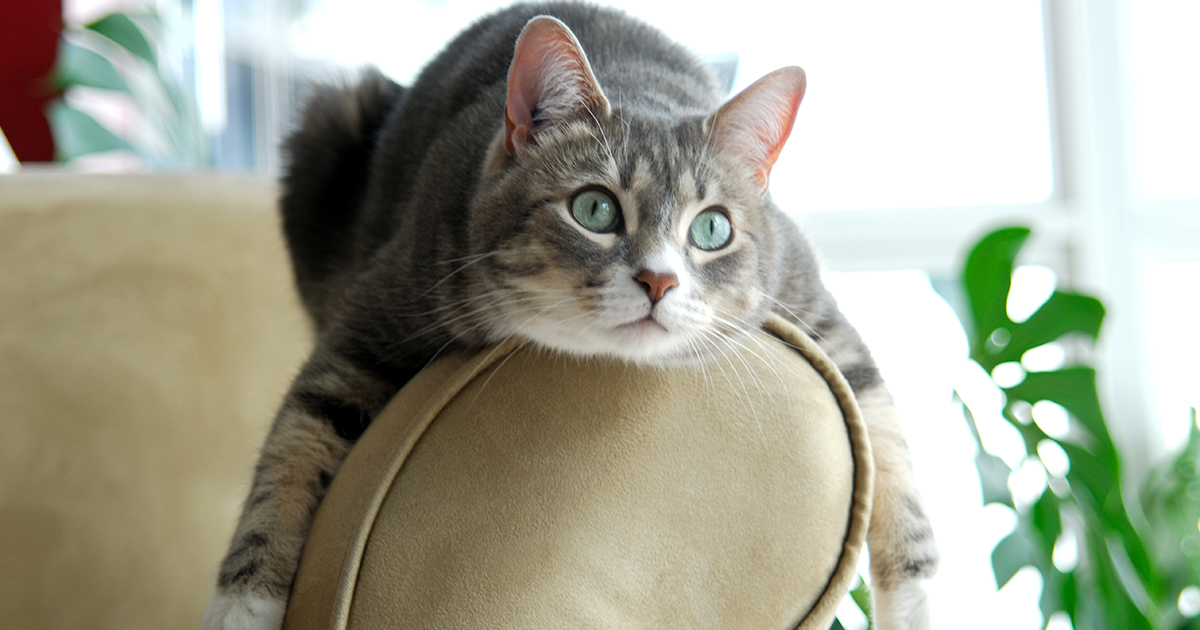 — Кота кому-то отдайте, а то мы к вам в гости собрались!