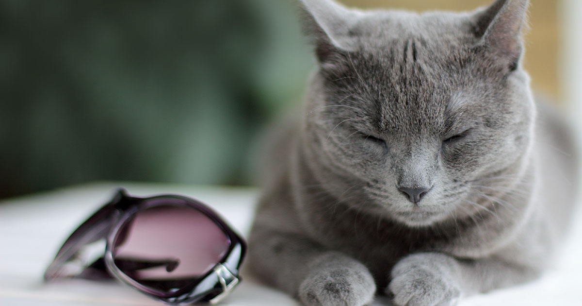 — Кота кому-то отдайте, а то мы к вам в гости собрались!