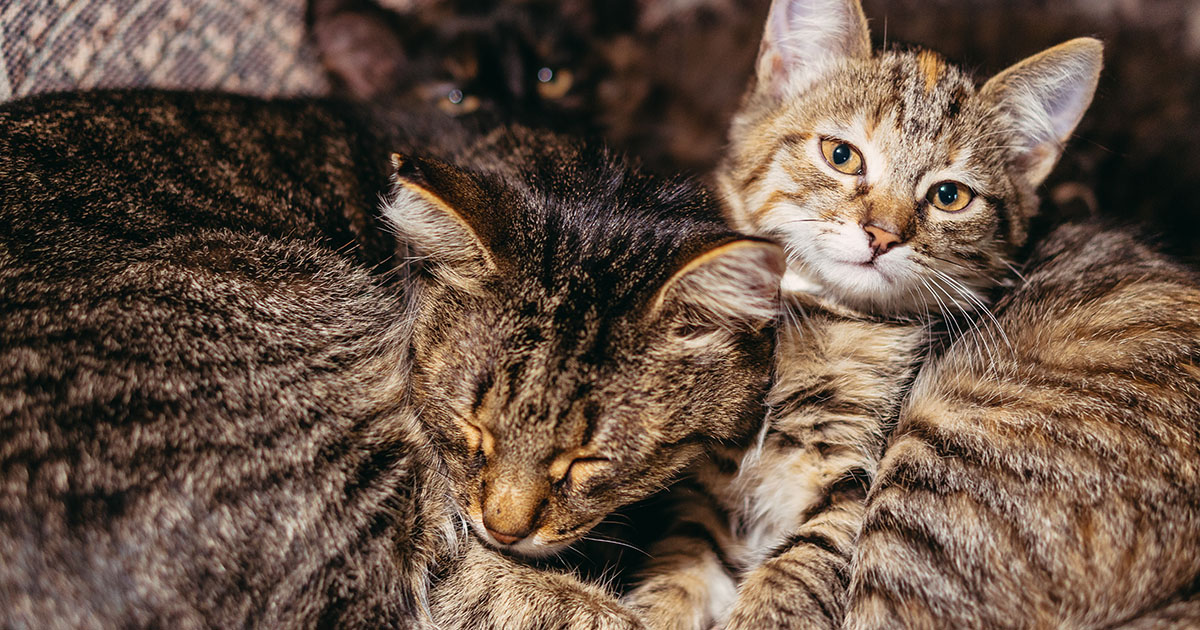 — Кота кому-то отдайте, а то мы к вам в гости собрались!