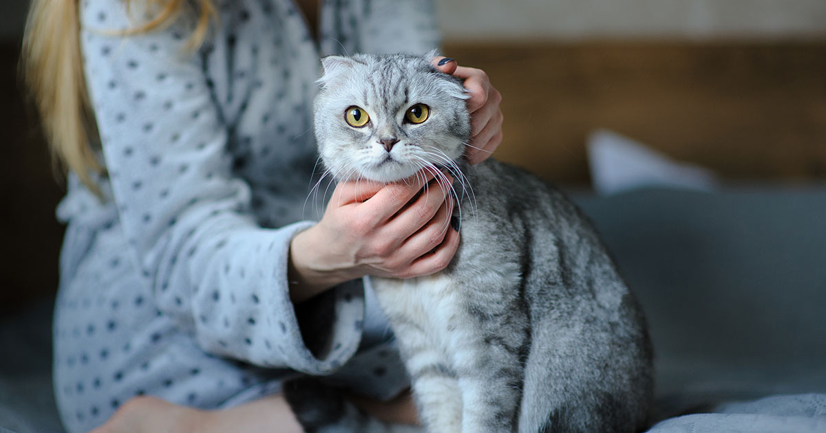 — Кота кому-то отдайте, а то мы к вам в гости собрались!