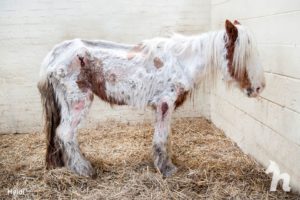 Tego konia bali się wszyscy. Wolontariuszom udało się ją uratować, więc ostatnio wygląda o wiele lepiej