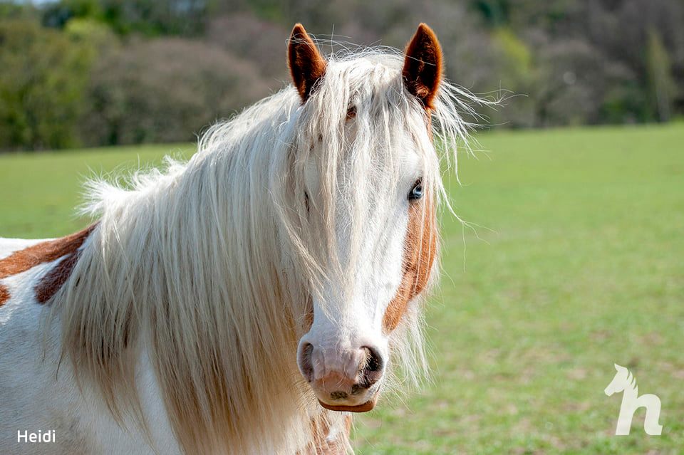 Tego konia bali się wszyscy. Wolontariuszom udało się ją uratować, więc ostatnio wygląda o wiele lepiej