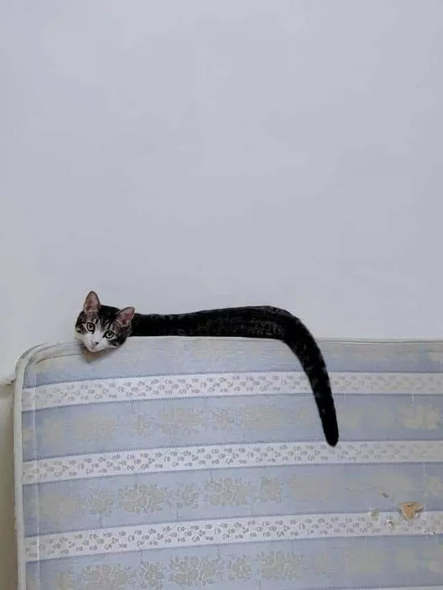 11 zdjęć, na które trzeba spojrzeć trzy razy, aby mózg zrozumiał, co się na nich dzieje