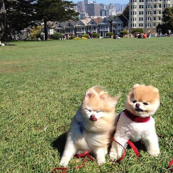 16 zdjęć, które udowadniają, że wiatr ma poczucie humoru