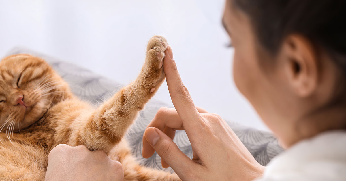 MOJA ŻONA ODDAŁA MOJE KOTY BEZ MOJEJ WIEDZY - I TO ZRUJNOWAŁO NASZE MAŁŻEŃSTWO.