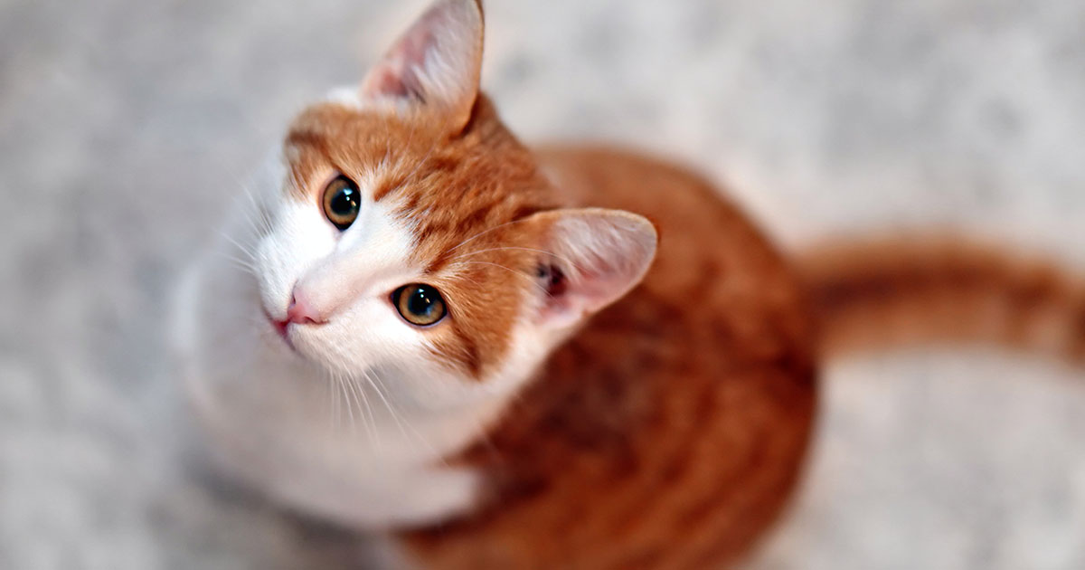 Kot z domu opieki kochał tylko jedną osobę - a po jego śmierci w końcu zrozumieliśmy dlaczego